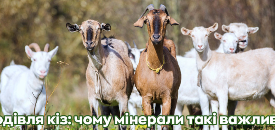 Годівля кіз: чому мінерали такі важливі