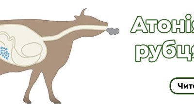 Атонія передшлункової частини шлунку (або атонія рубця)