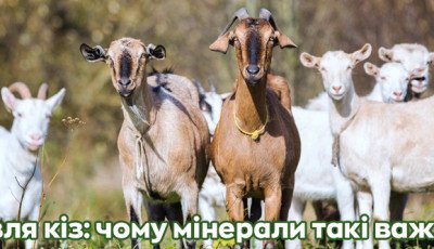 Годівля кіз: чому мінерали такі важливі