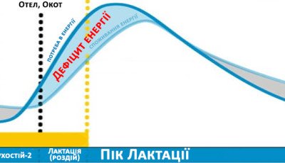 ВІДНОВЛЕННЯ ЕНЕРГІЇ ПІСЛЯ ОТЕЛУ АБО ОКОТУ