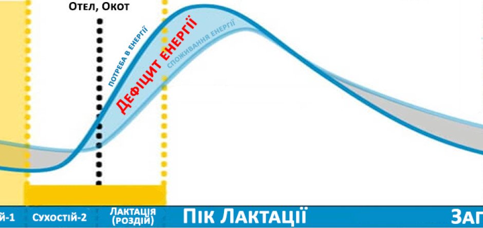 ВІДНОВЛЕННЯ ЕНЕРГІЇ ПІСЛЯ ОТЕЛУ АБО ОКОТУ