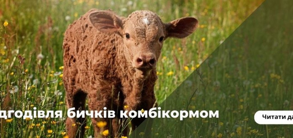 Відгодівля бичків комбікормом є поширеною практикою в сільському господарстві