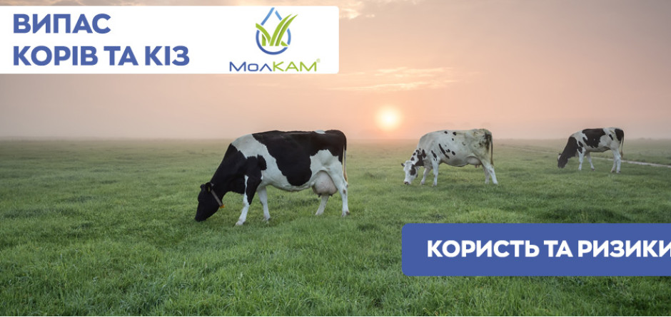 ВИПАС Корів та кіз - користь та ризики